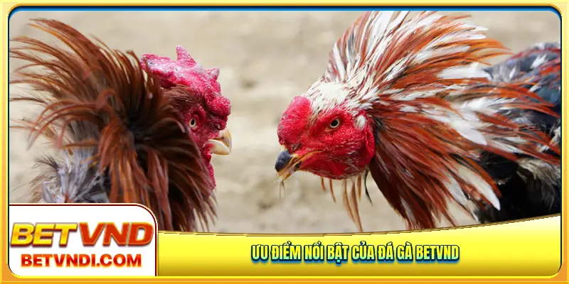 Xem đá gà tại Betvnd cực kì hấp dẫn