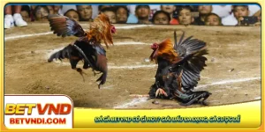 đá gà Betvnd