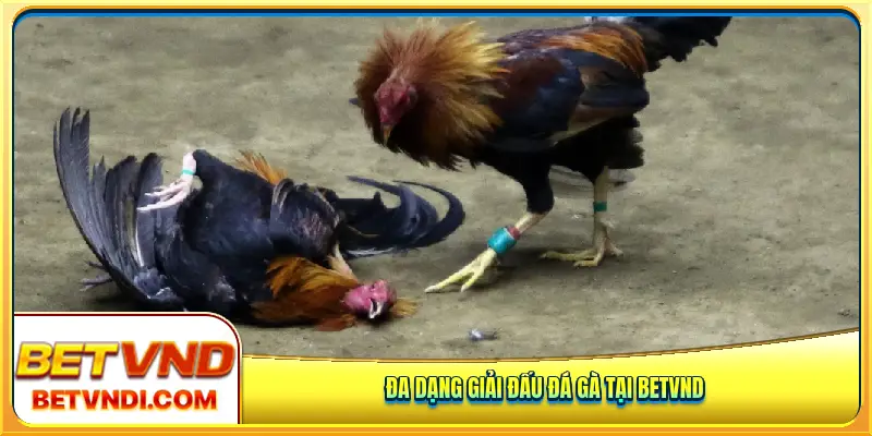 Đa dạng giải đấu đá gà tại Betvnd