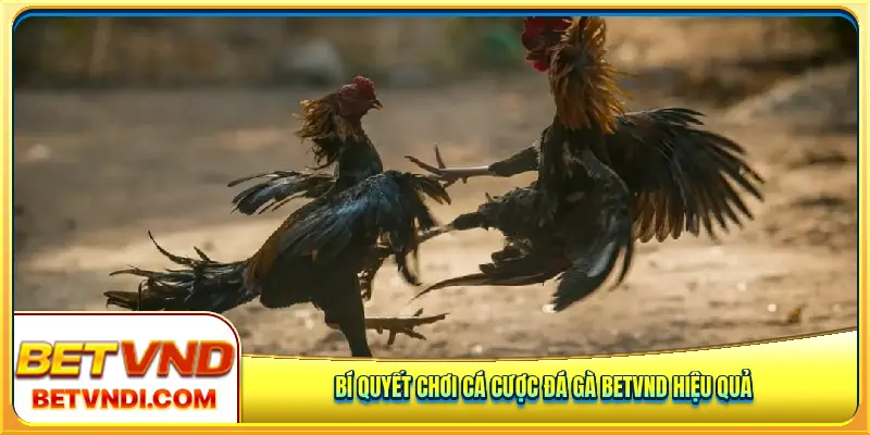 Bí quyết chơi cá cược đá gà Betvnd hiệu quả